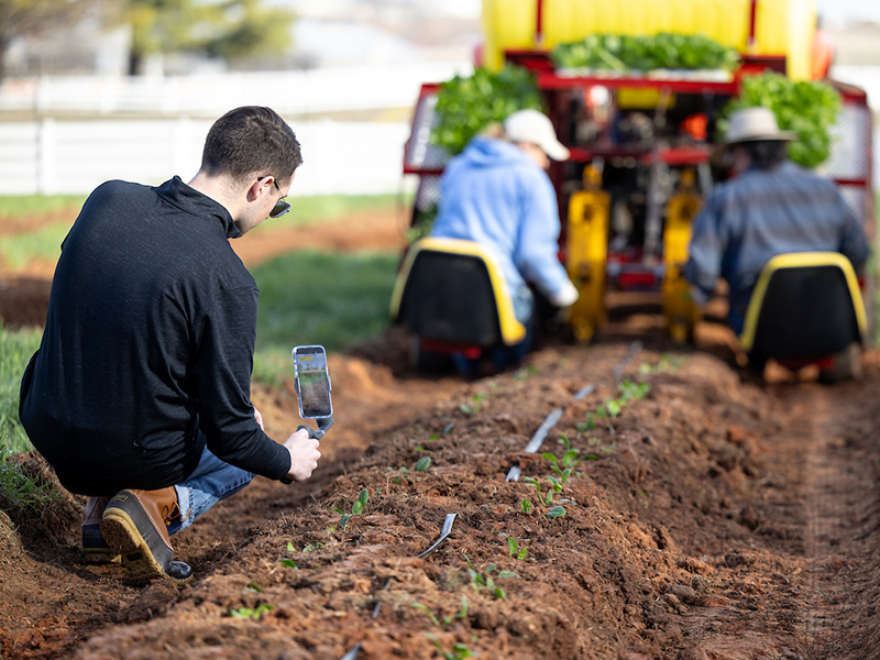 A man filming vegetable harvest with a phone.