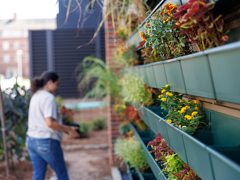 Installing plants in living plant wall