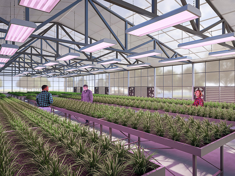 Rendering of the interior of an Agronomy Discovery Center greenhouse could look like.