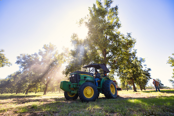 Pecan harvest