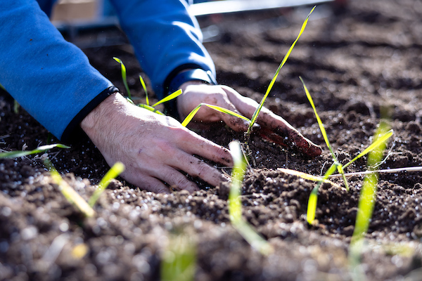 Wheat transplant